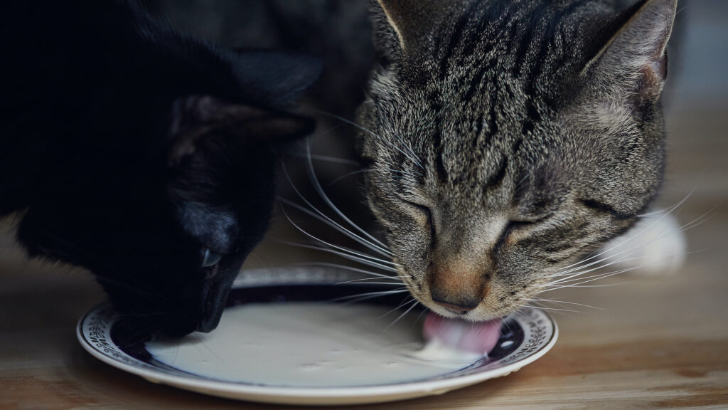 Cats drinking milk from a bowl