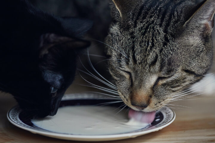 Cats drinking milk from a bowl